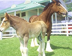Cheval de trait - Clydesdale