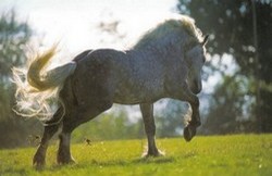 Cheval de trait - Percheron