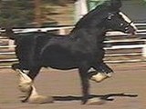 Cheval de trait - Shire