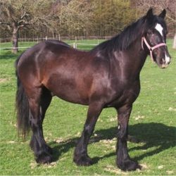 Poney - Dales