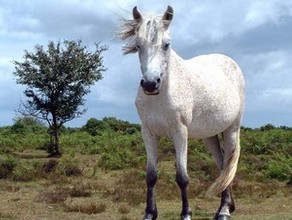 Poney - New forest