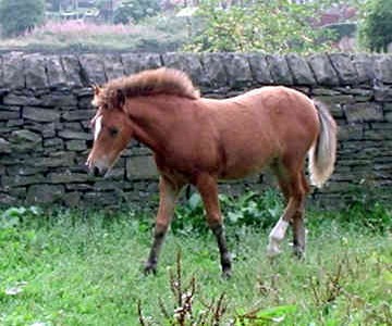 Poney - Welsh